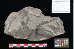Foto (Objekt + Etikett) von Zamiostrobus lunzensis Ettingshausen (NHMW-GEO-2024-0188-10604)